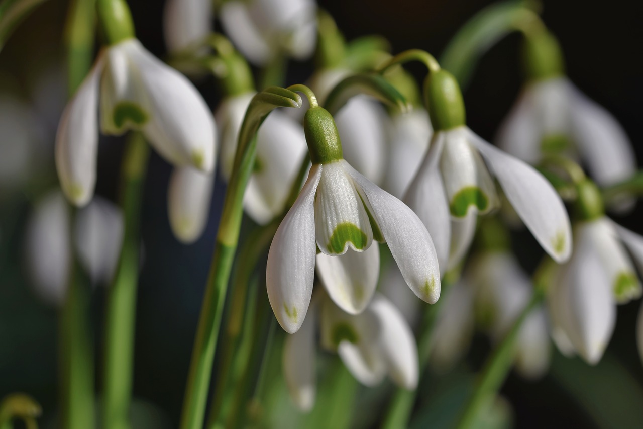 Image shows a close up on snowdrops in flower