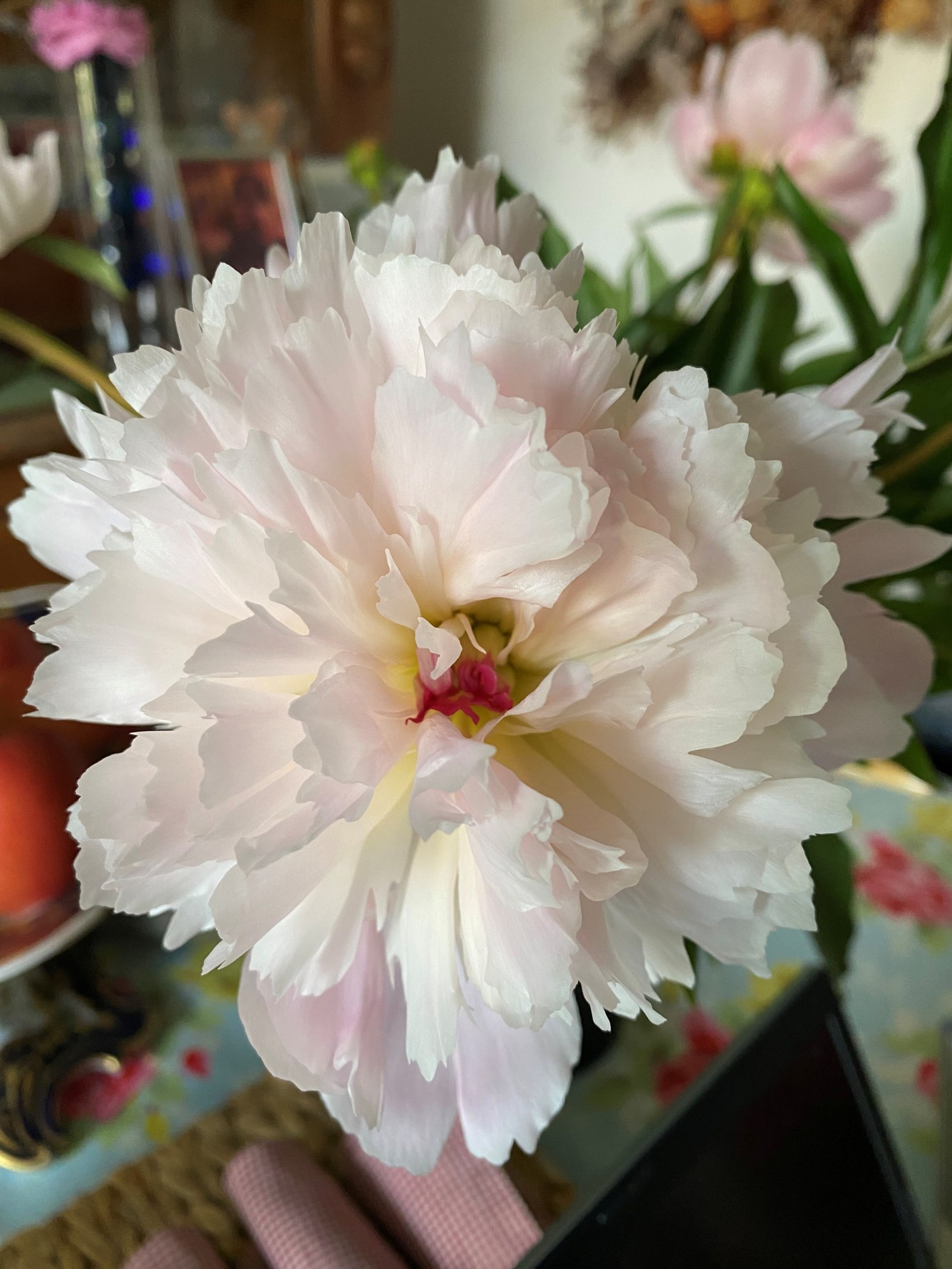 Image shows a pale pink peony flower in close up