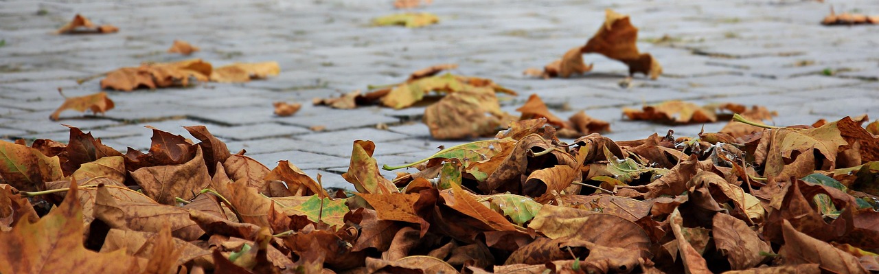 Image shows brown dry leaves scattered on a pavement