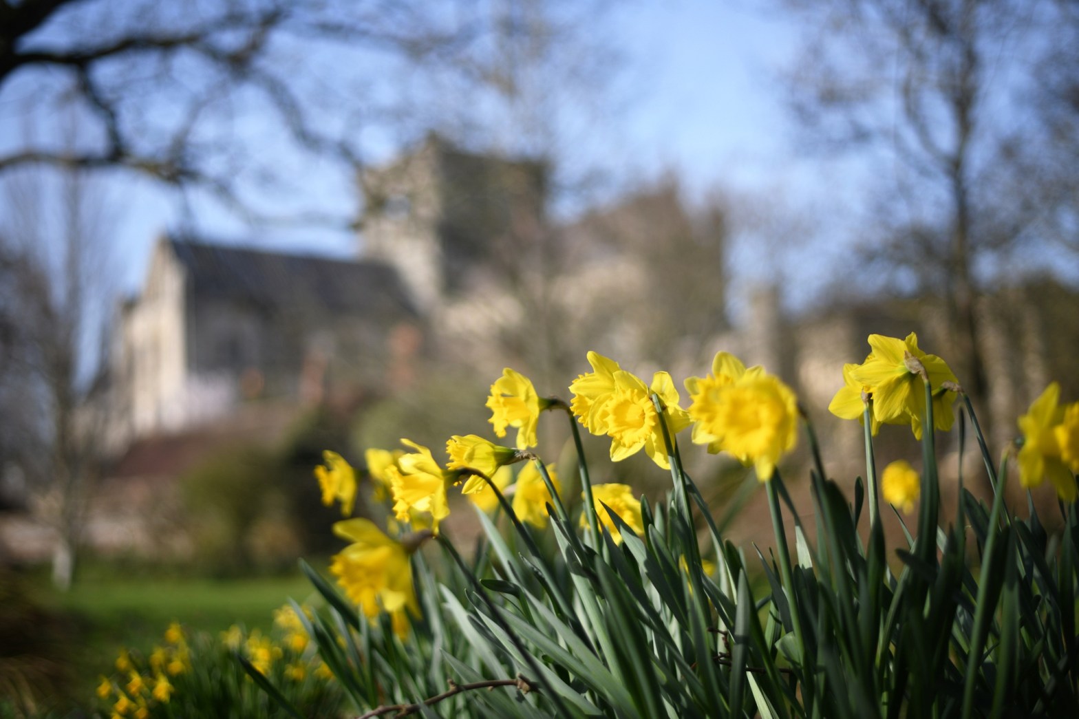 Image shows daffodils in close up with Winchester Cathedral blurred in the background